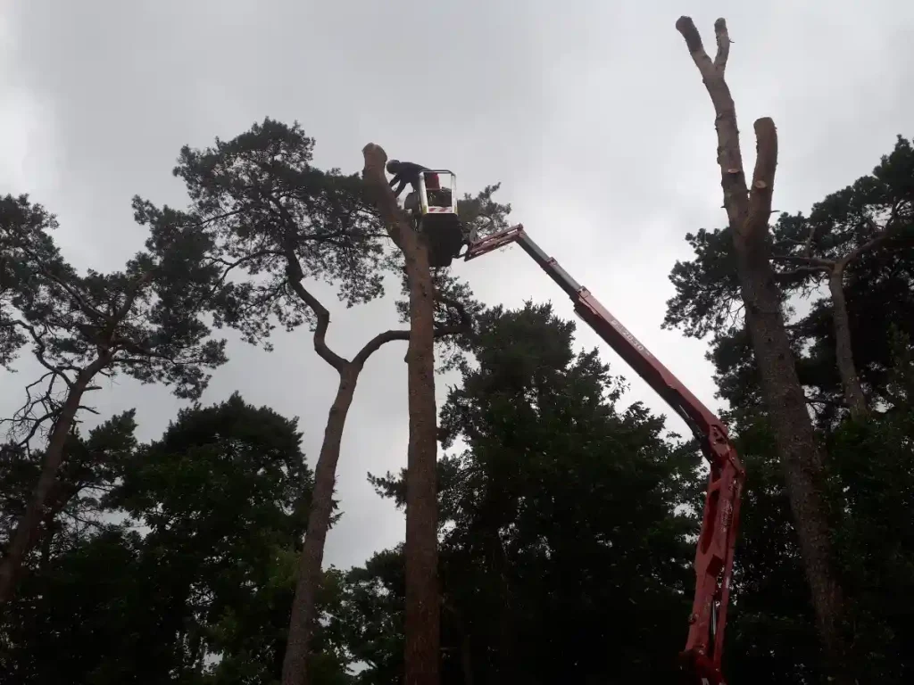 boomverzorging Bilthoven. snoeien van een boom met hoogwerker